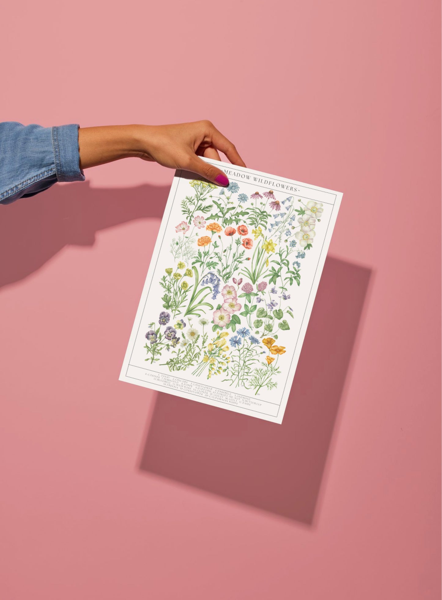 Botanical Wildflower Guide Watercolour Print