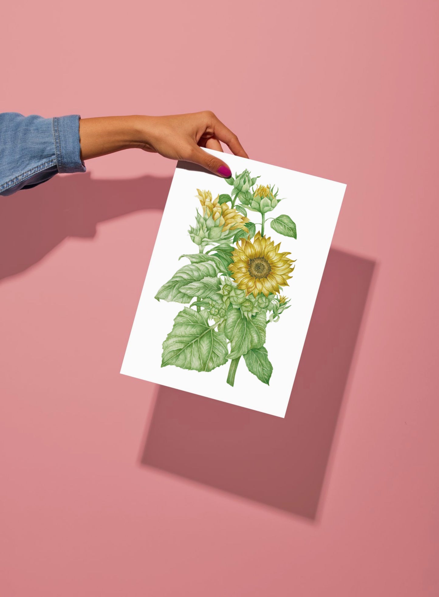 Botanical Sunflowers Watercolour Print