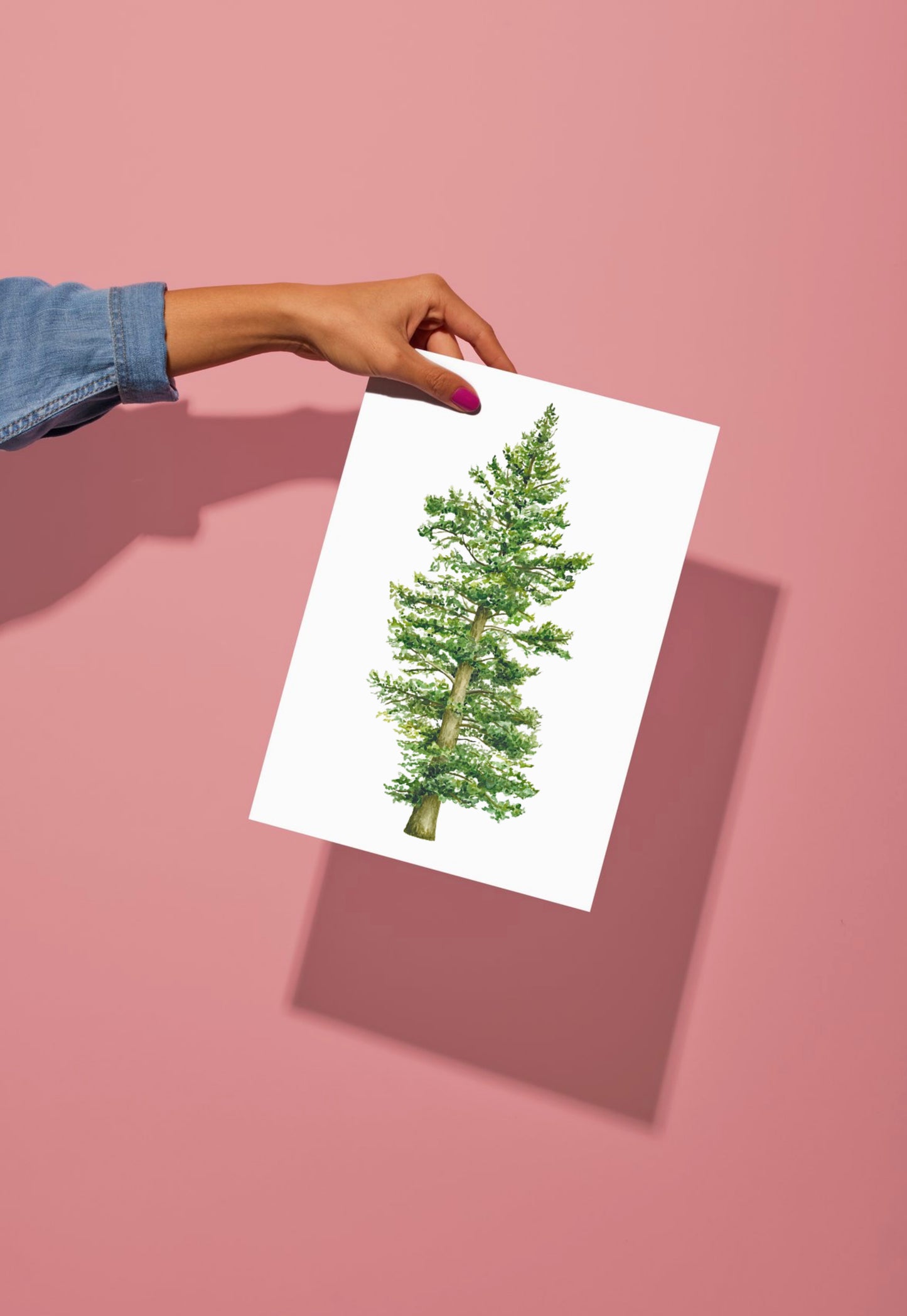 Botanical Redwood Tree Watercolour Print