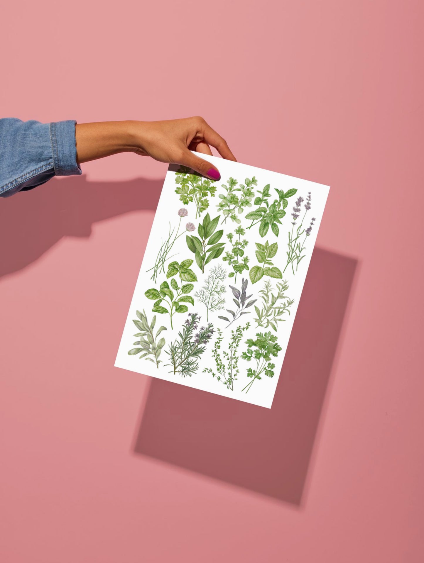 Botanical Herbs Watercolour Print
