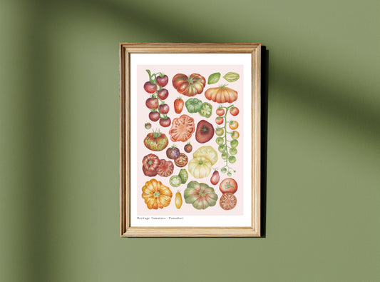 Botanical Heritage Tomatoes Watercolour Art Print