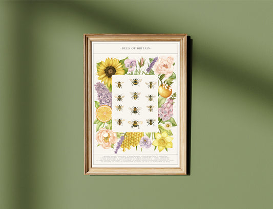 Botanical Bee Guide Watercolour Print