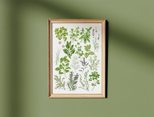 Botanical Herbs Watercolour Print