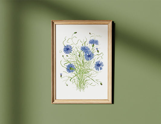 Botanical Cornflowers Watercolour Print