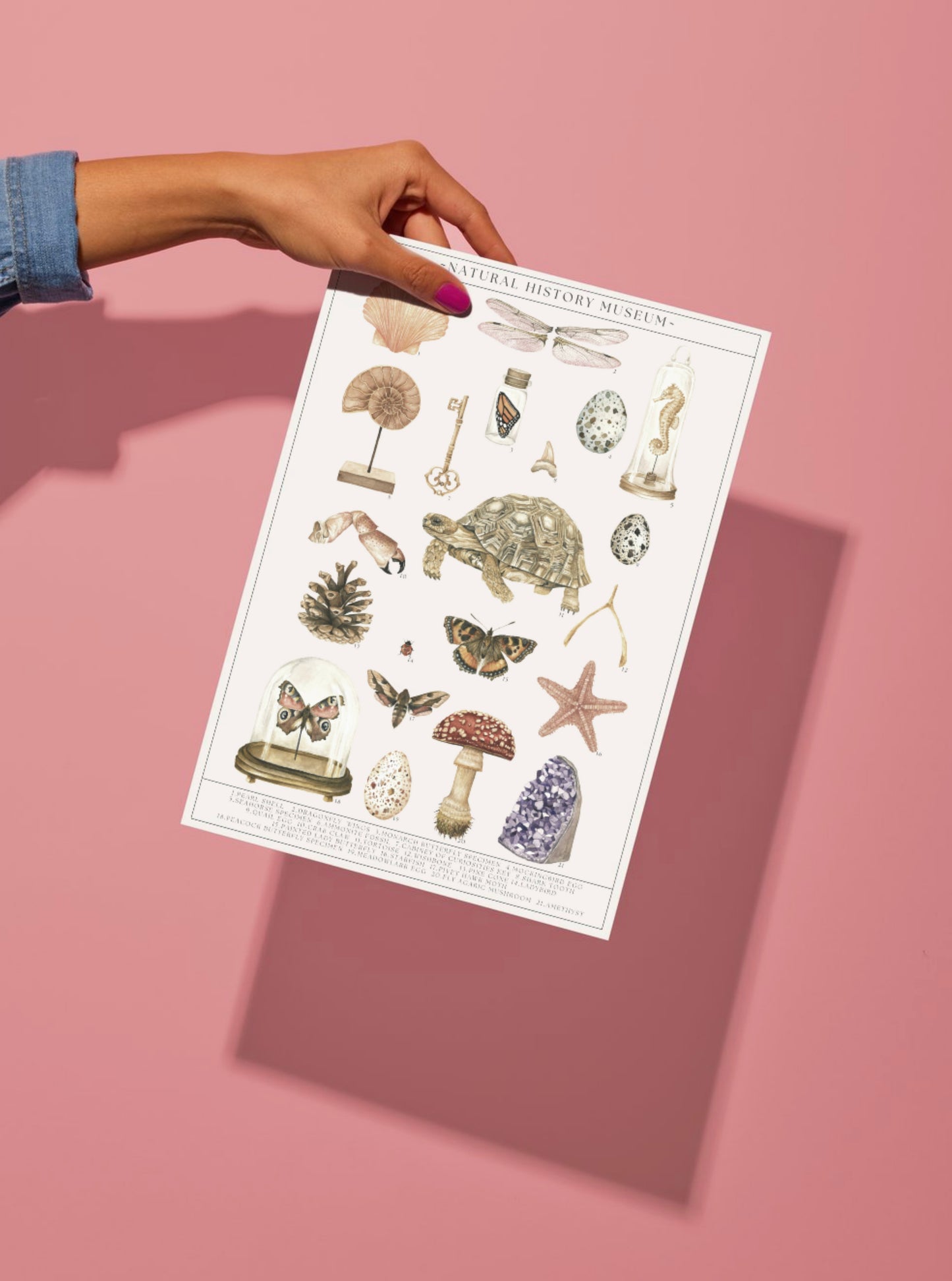 Natural History Museum Watercolour Wall Art Print