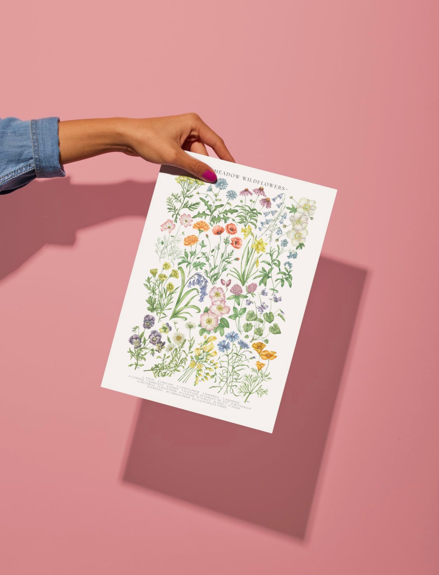 Botanical Meadow Wildflowers Watercolour Art Print