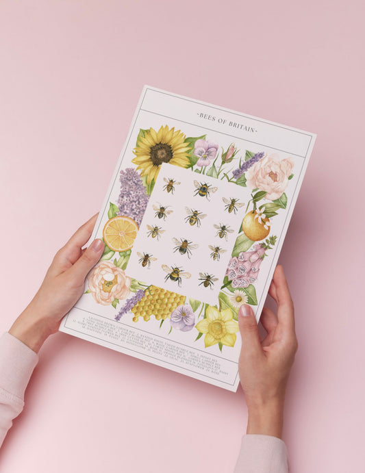 Botanical Bee Guide Watercolour Print