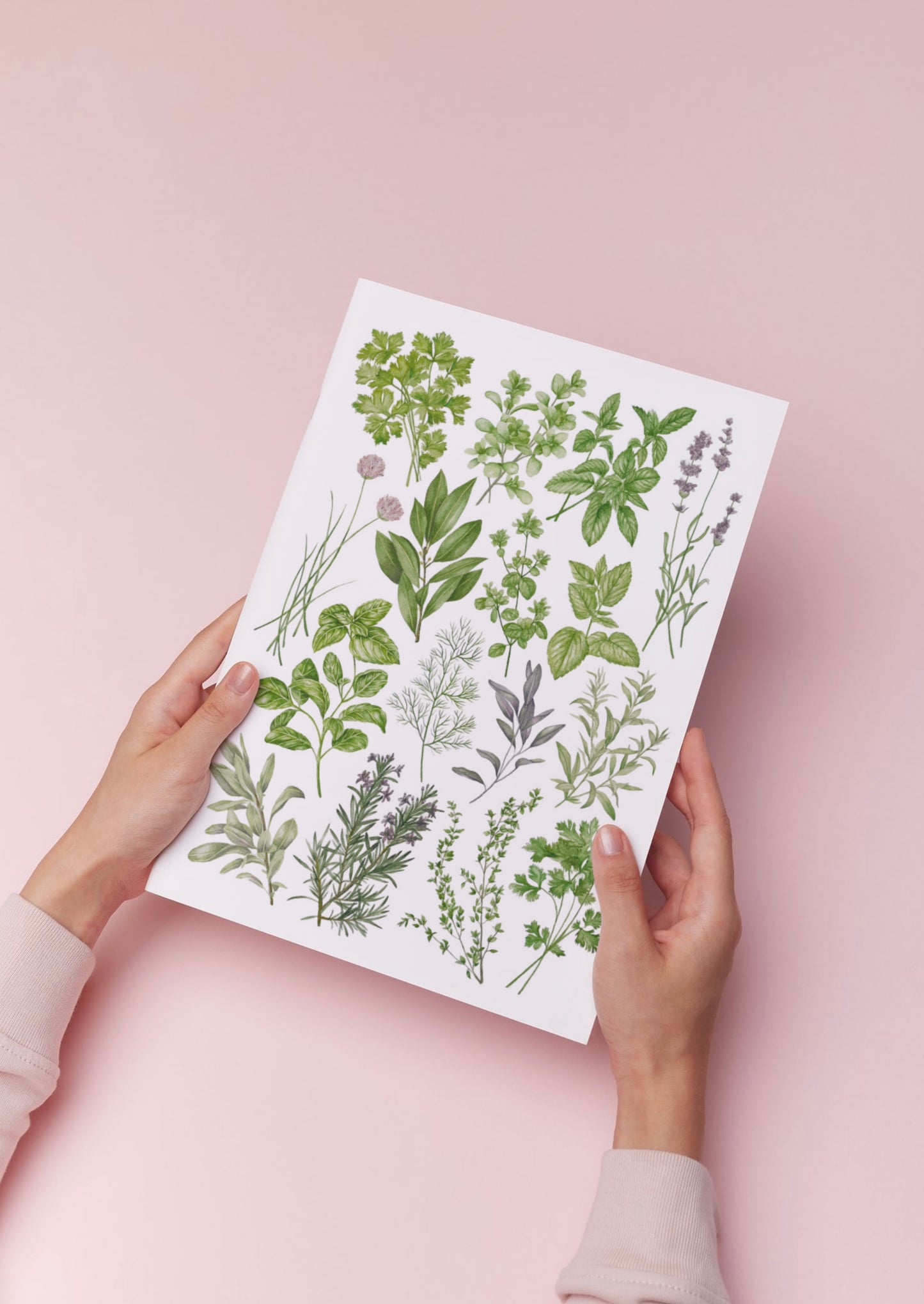 Botanical Herbs Watercolour Print